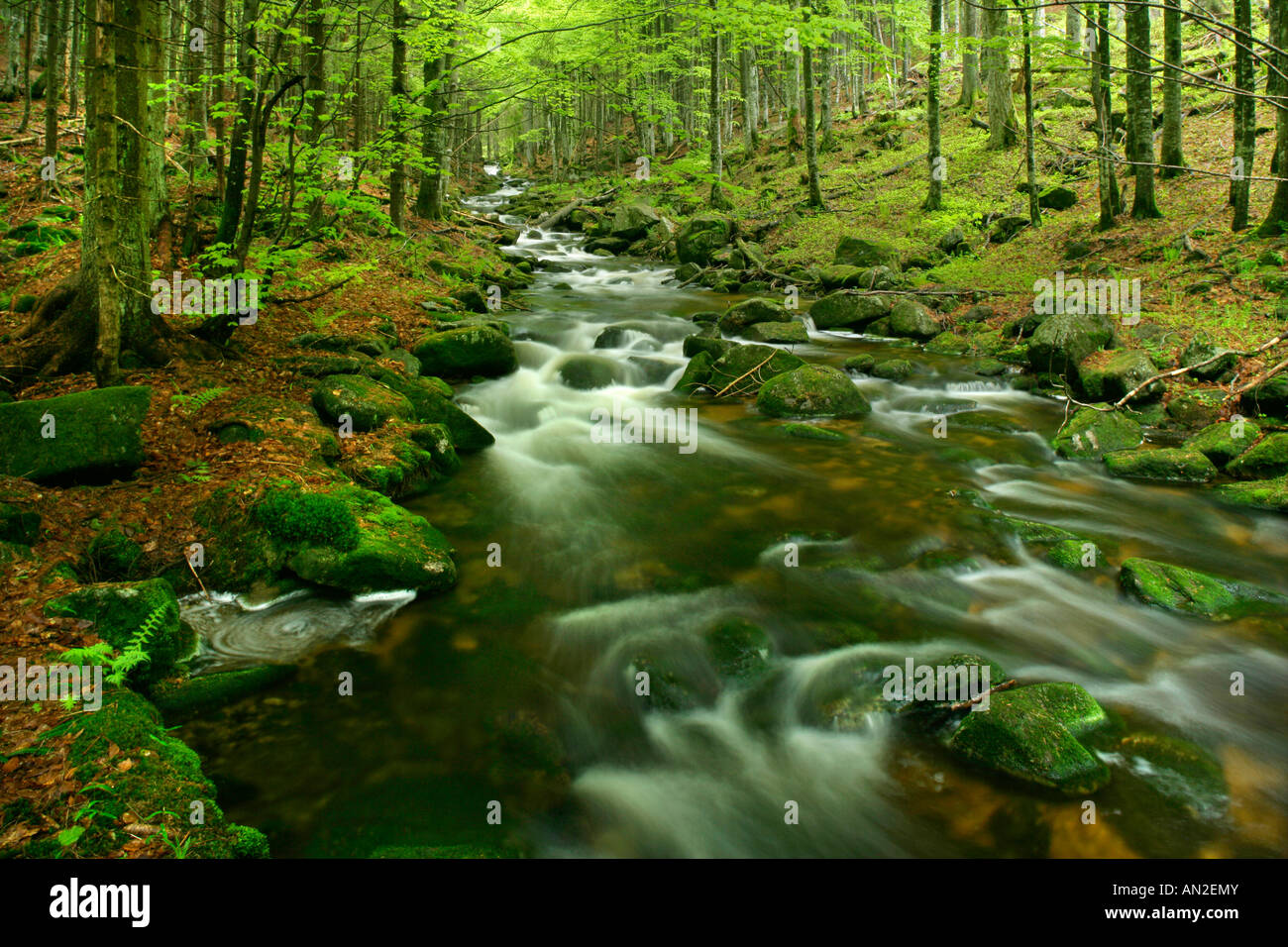 Deutschland Stream with moss covered rocks in primeval forest Bavarian Forest National Park Bavaria Germany Stock Photo