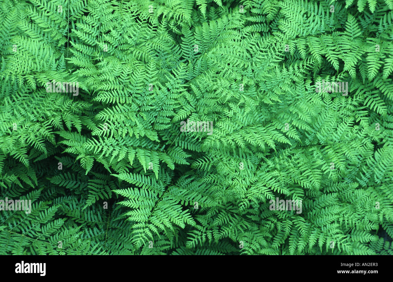 bracken fern (Pteridium aquilinum), Sweden Stock Photo