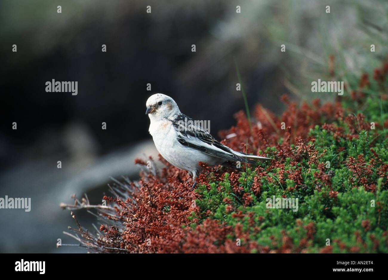 snow bunting (Plectrophenax nivalis), female, Norway Stock Photo