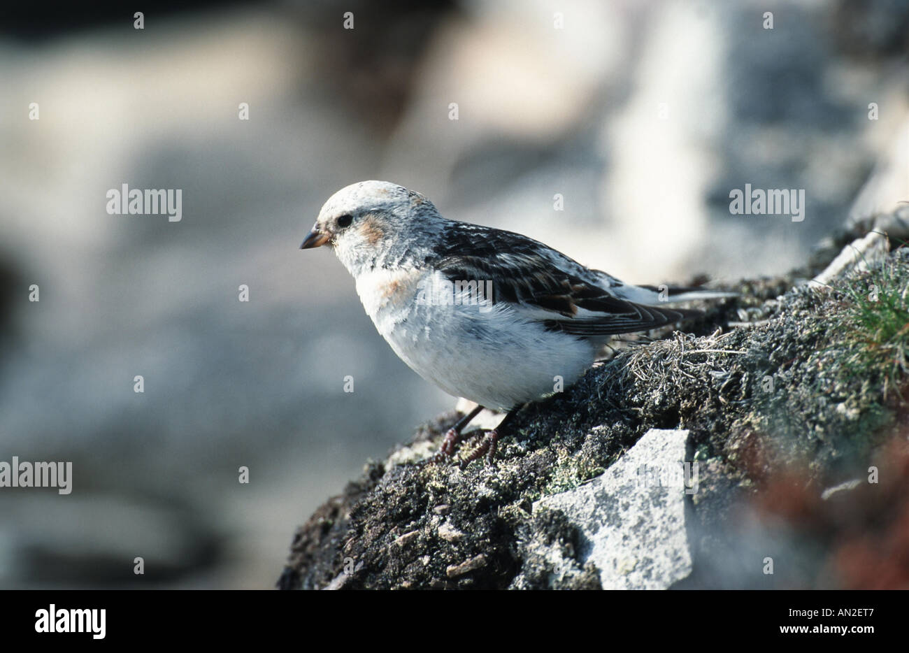 snow bunting (Plectrophenax nivalis), female, Norway Stock Photo