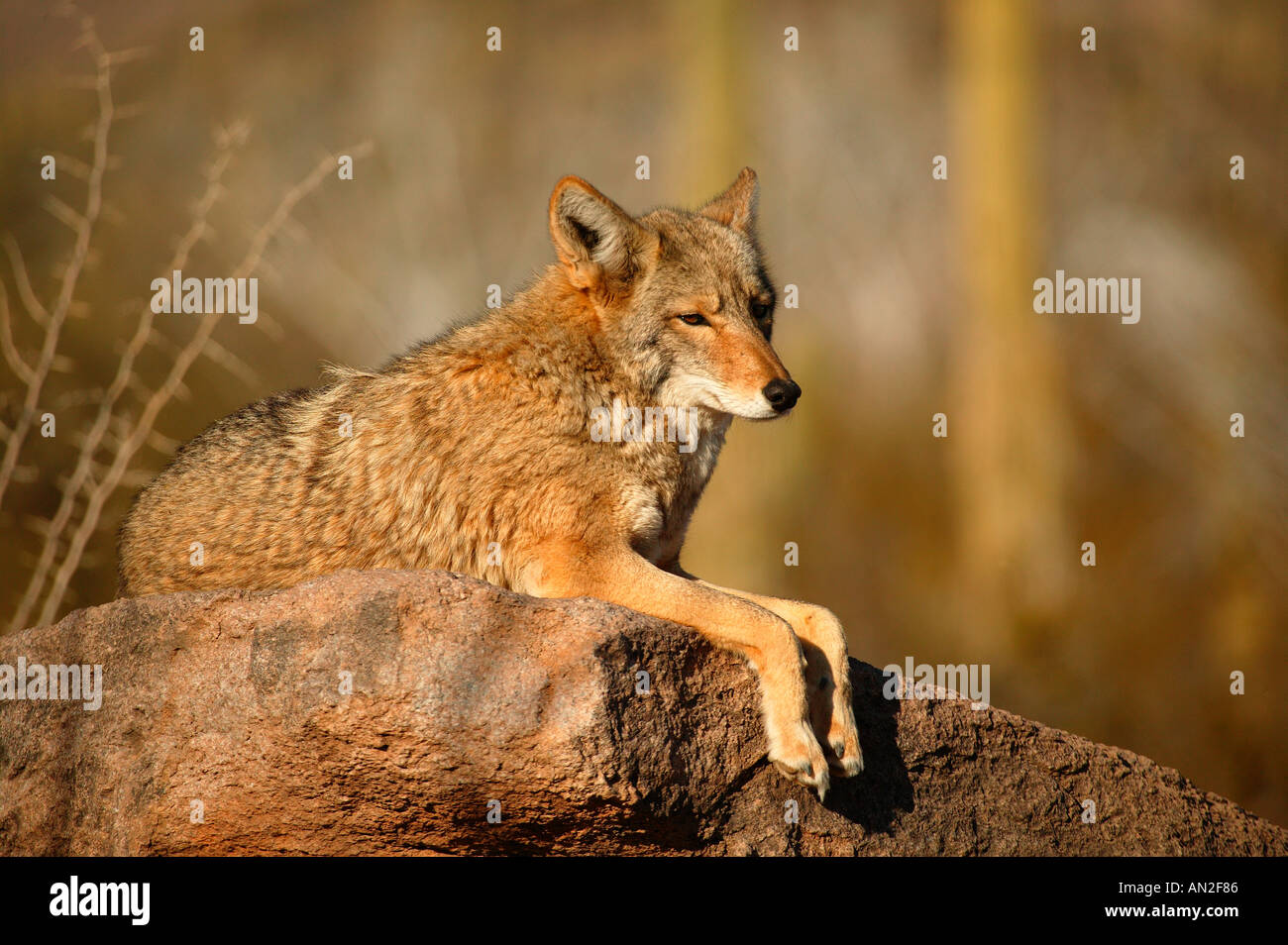 A Lone Coyote Sitting On A Rock In The Desert Stock Photo, Picture