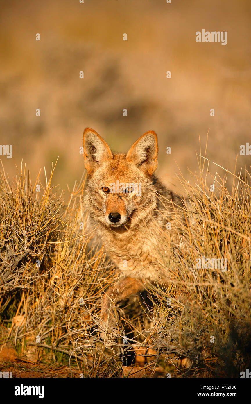 Coyote in the Mojave Desert California Stock Photo - Alamy