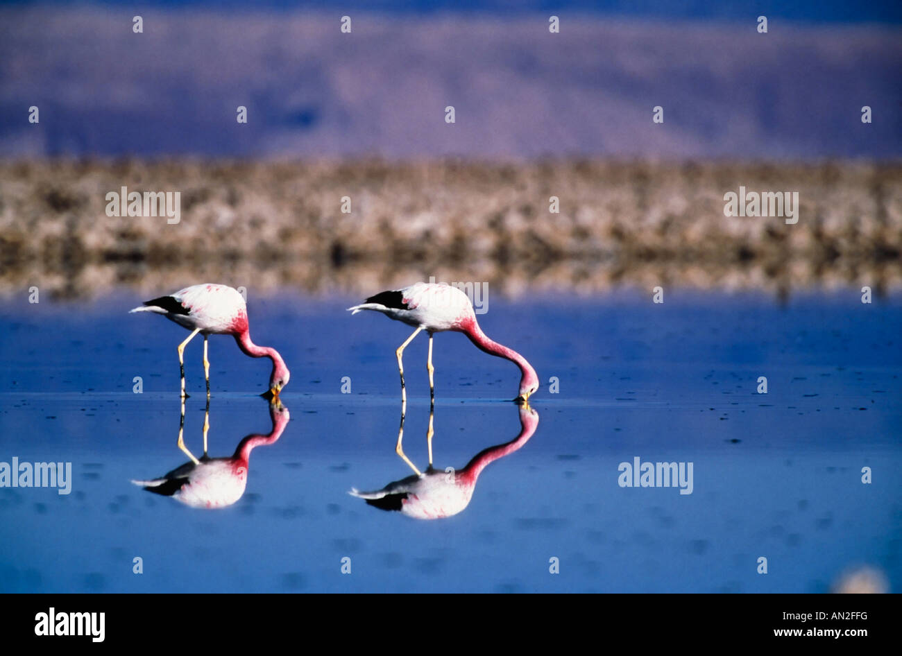 Anden Flamingos in der Laguna Chaxa Phoenicopterus andinus Salar de Atacama Nordchile Stock Photo