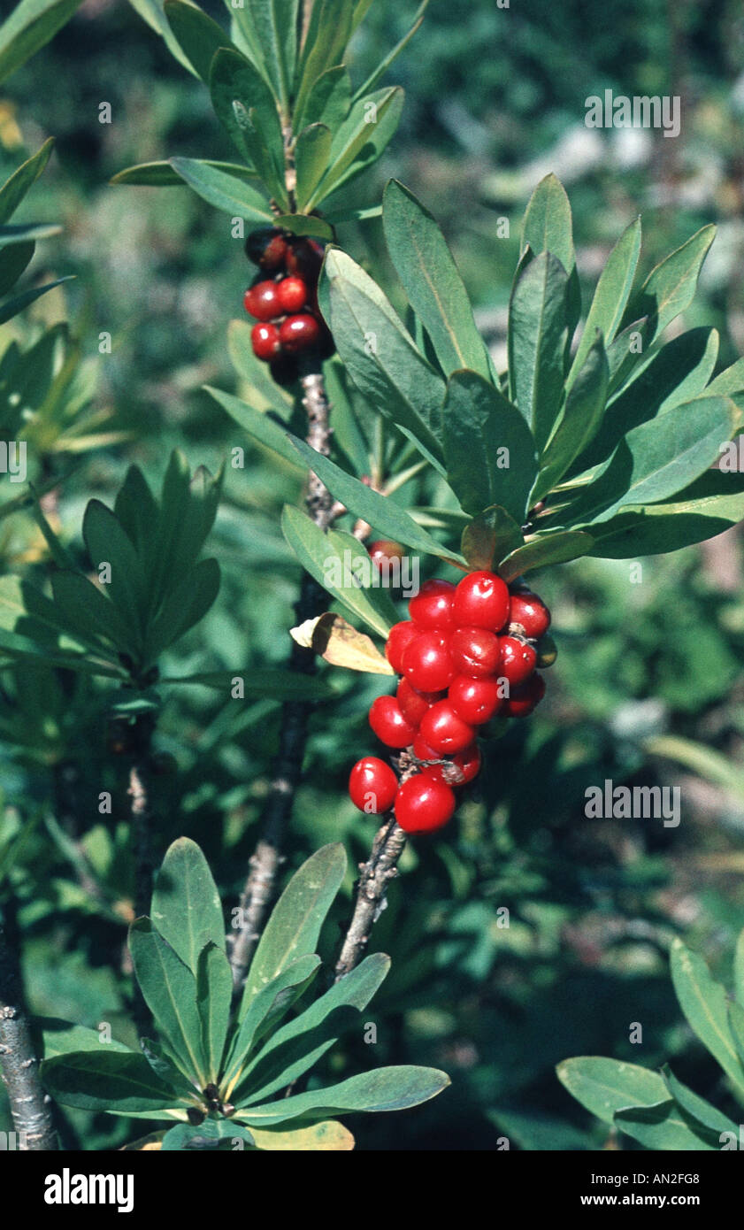 mezereon, February daphne (Daphne mezereum), twigs with fruits Stock Photo