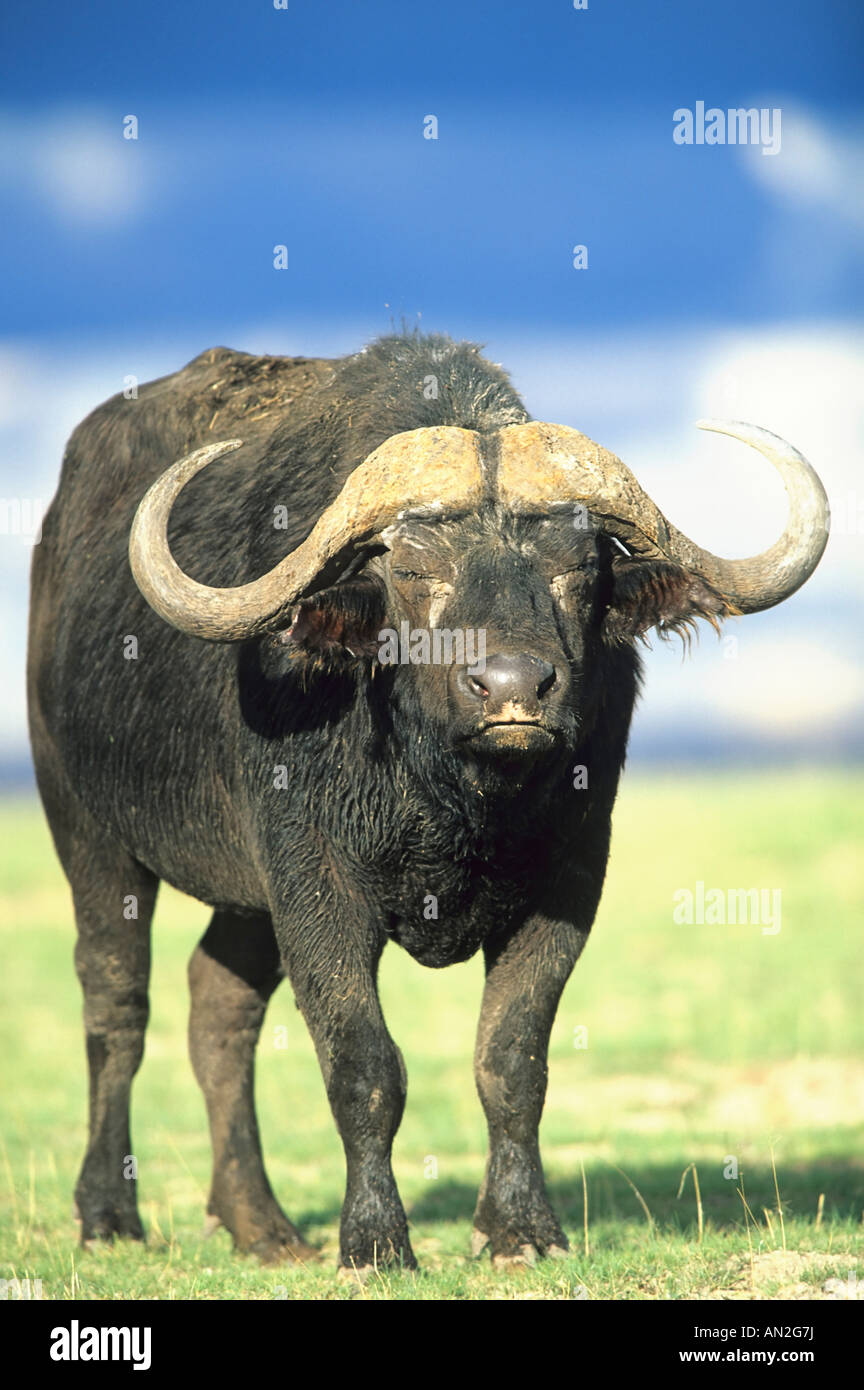 Afrikanischer Bueffel Kaffernbueffel African Buffalo Syncerus caffer Amboseli NP Kenia Afrika Stock Photo