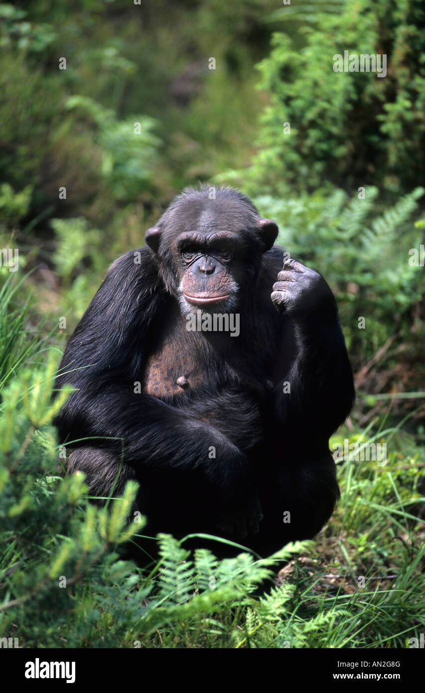 Schimpanse Chimpanzee Stock Photo
