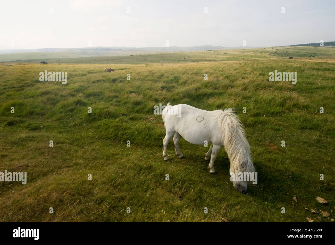 Dartmoor pony devon national wildlife conservation Stock Photo Alamy