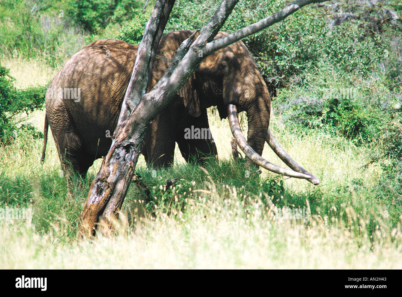 Elephant ahmed marsabit hires stock photography and images Alamy