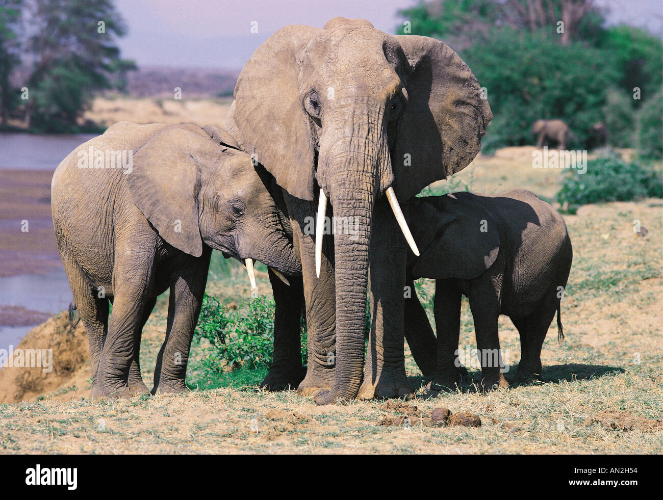 Adult female elephant allowing two babies to suckle one at each side Samburu National Reserve Kenya East Africa Stock Photo