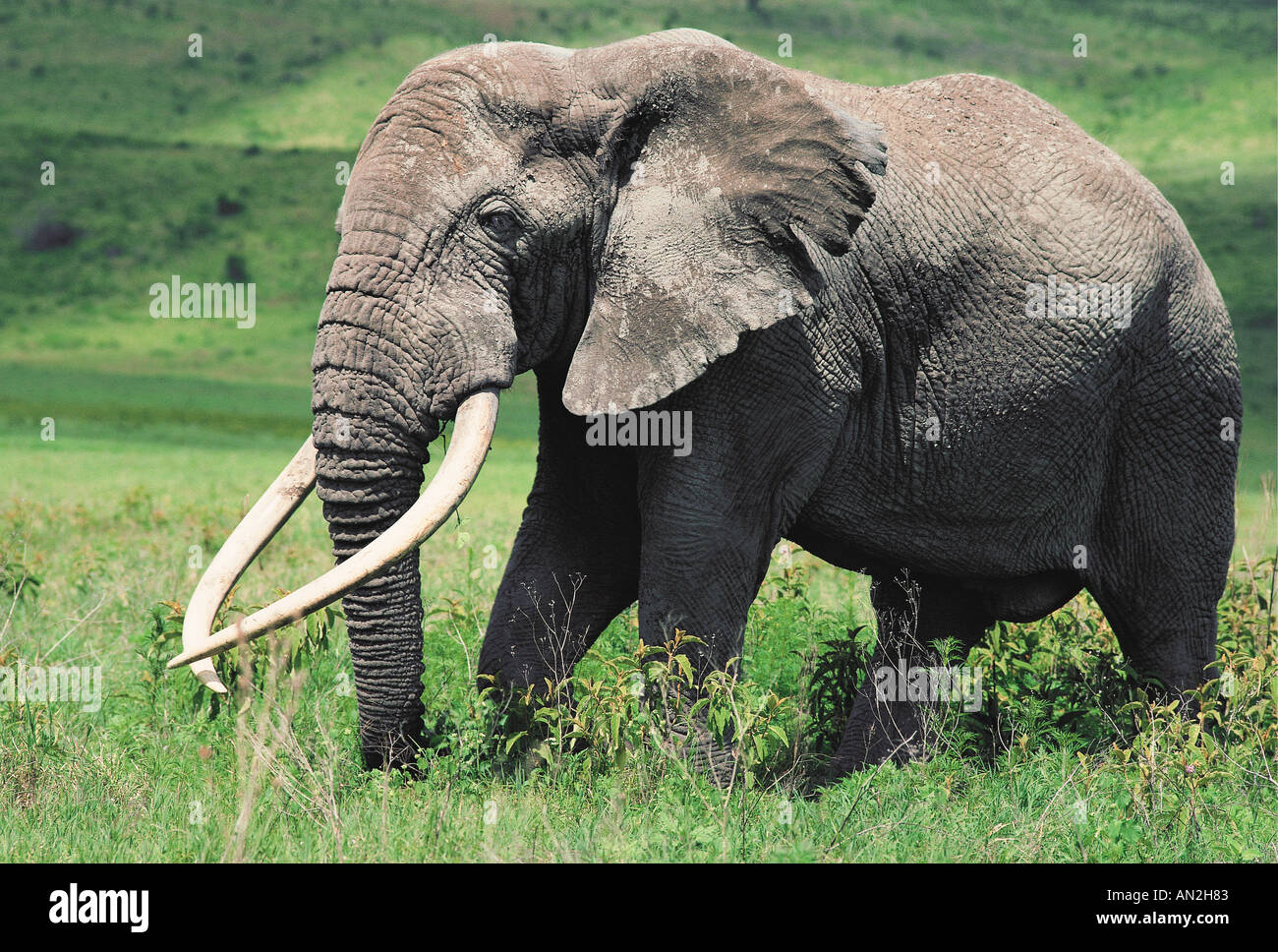 Symmetrical tusks on a mature male elephant Ngorongoro Crater Tanzania Stock Photo