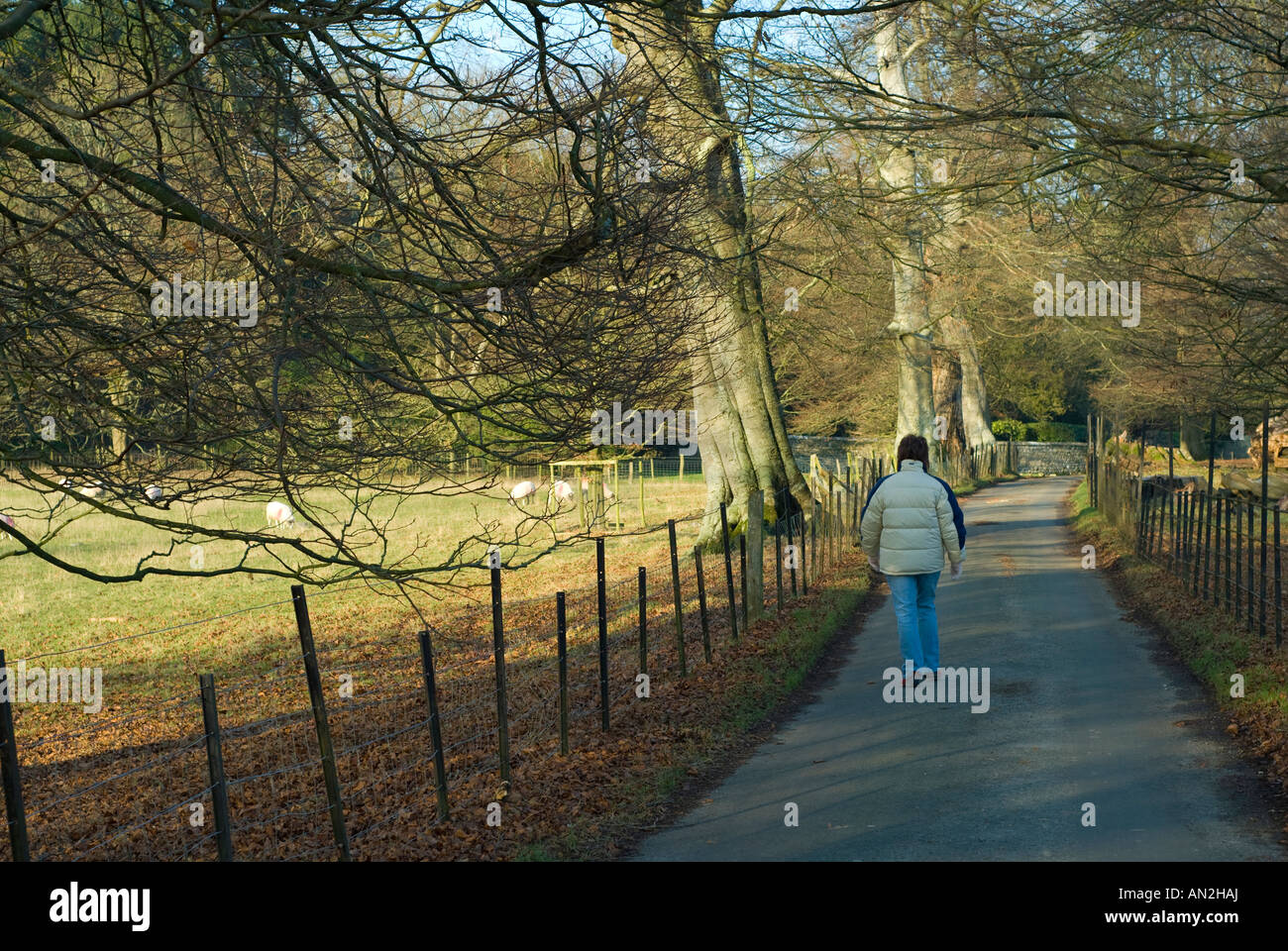 female walking on tree lined lane Stock Photo - Alamy