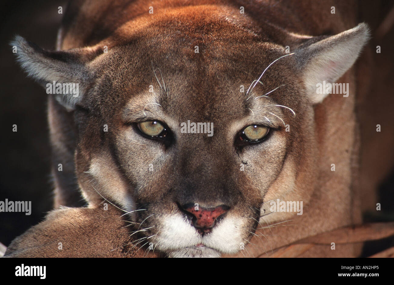 Portrait close up puma pumas hi-res stock photography and images - Alamy