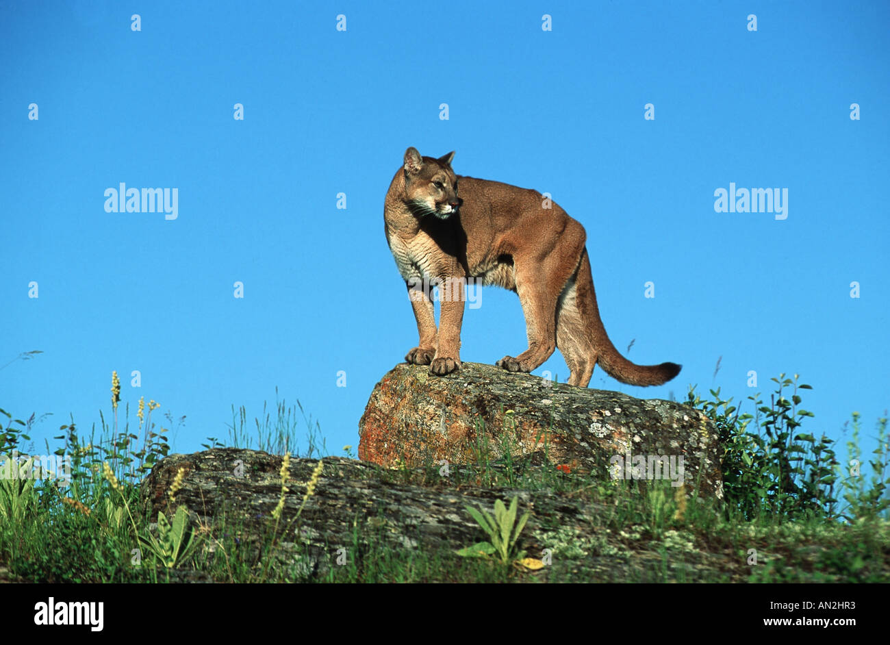 Puma Standing puma, mountain lion, cougar (Puma concolor, Profelis concolor), adult ...