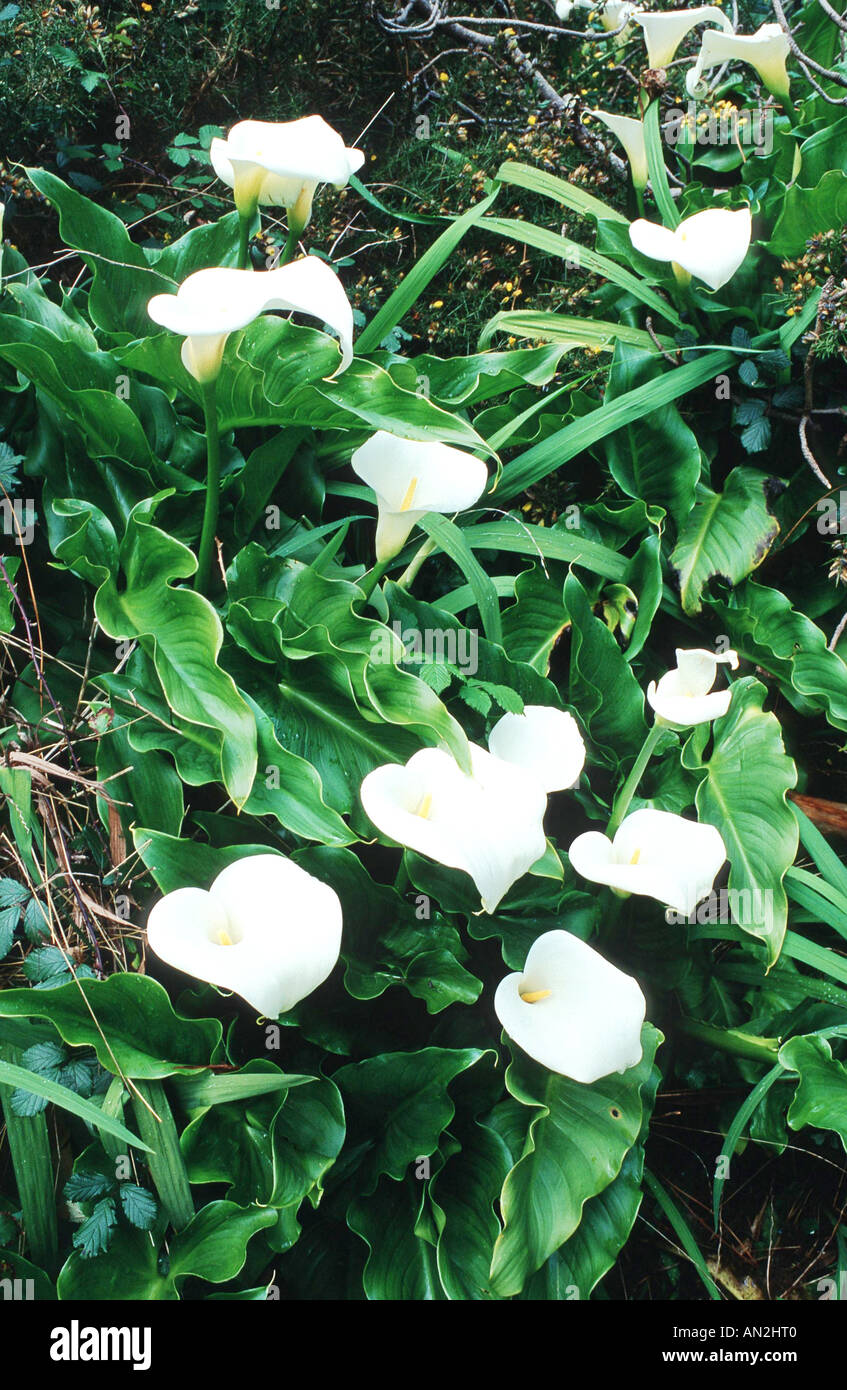 common calla lily, Jack in the pulpit, florist's calla, Egyptian lily, Arum Lily (Zantedeschia