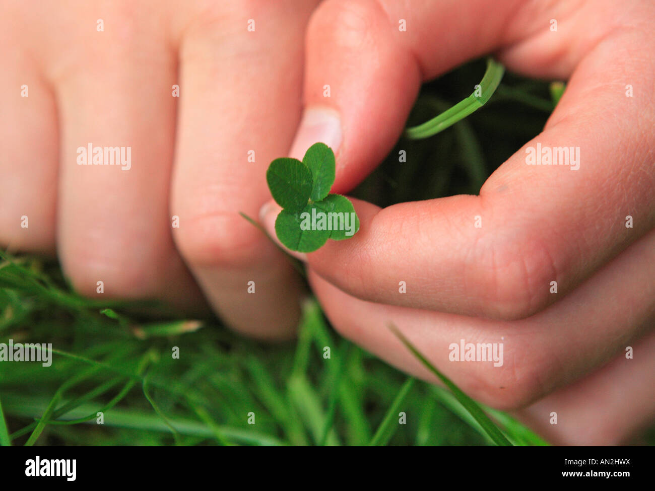 Plants, 4 Leaf Clover Stock Photo Alamy