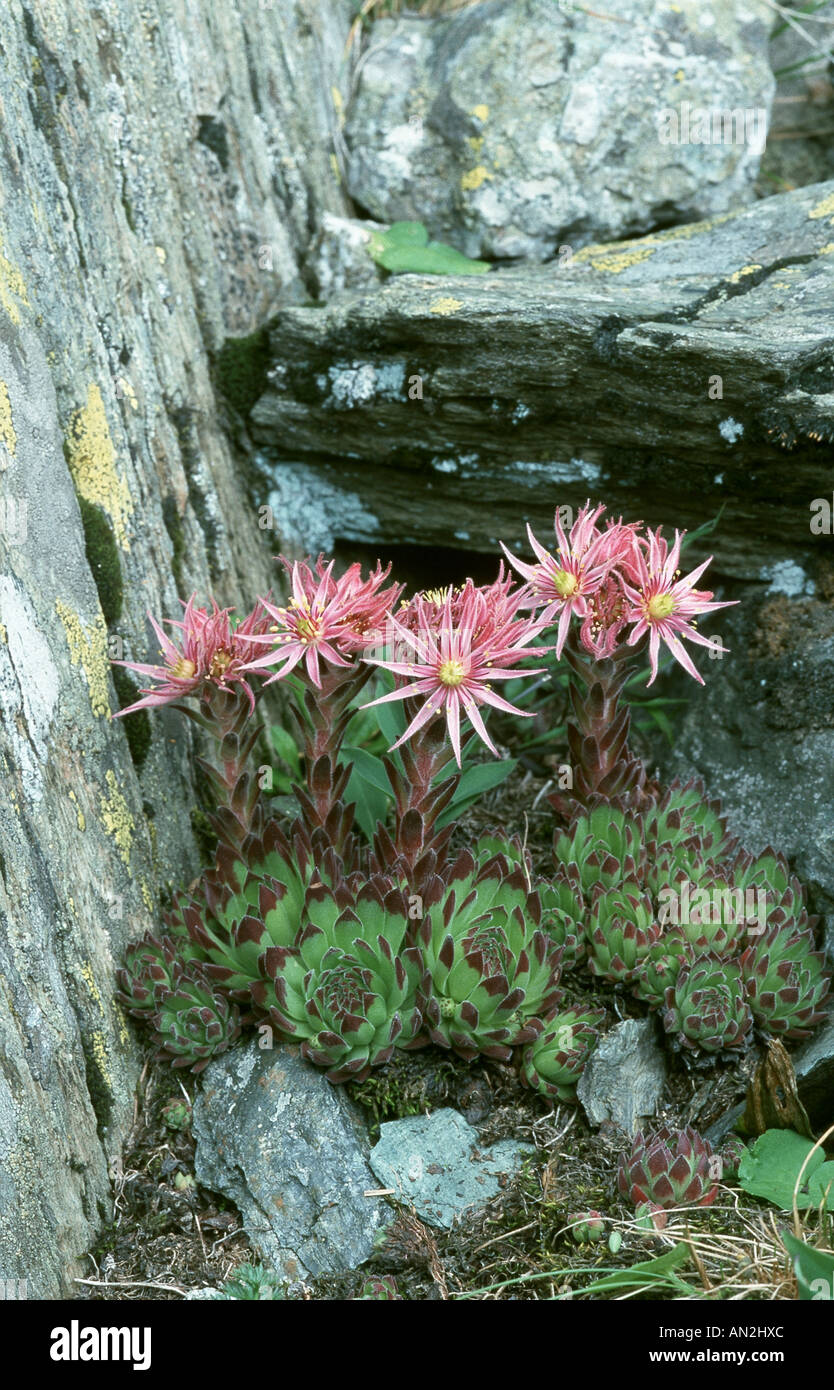 mountain houseleek (Sempervivum montanum), blooming, Austria, Nockberge Stock Photo