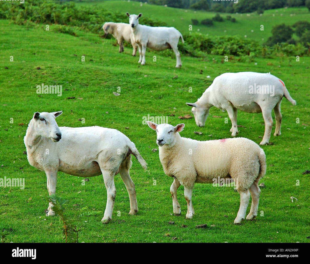 Yorkshire, Sheep Grazing Stock Photo