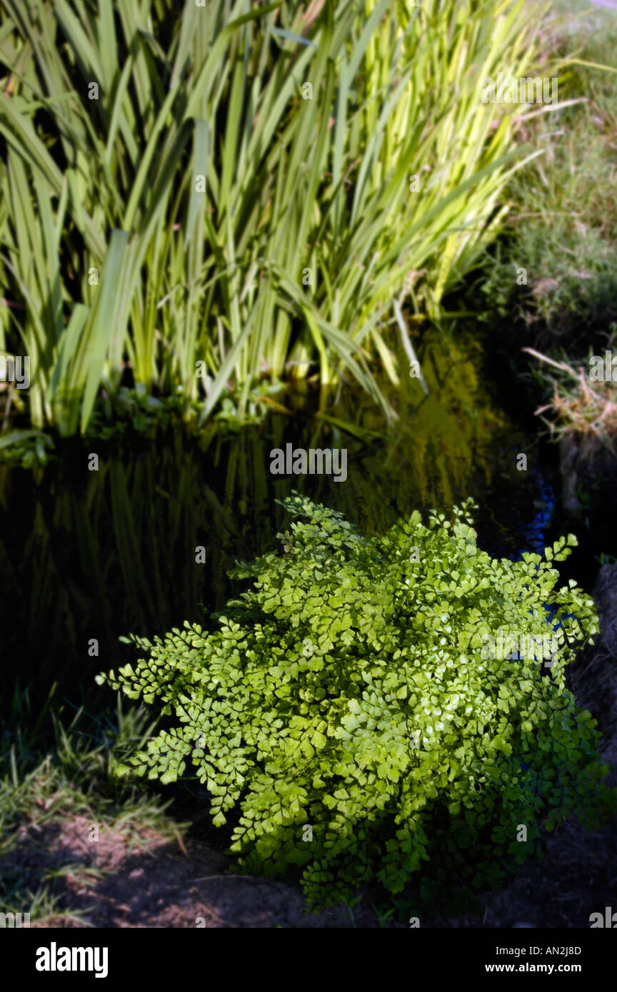 Maidenhair fern Adiantum pedatum pteridaceae among vegetation and a stream Stock Photo