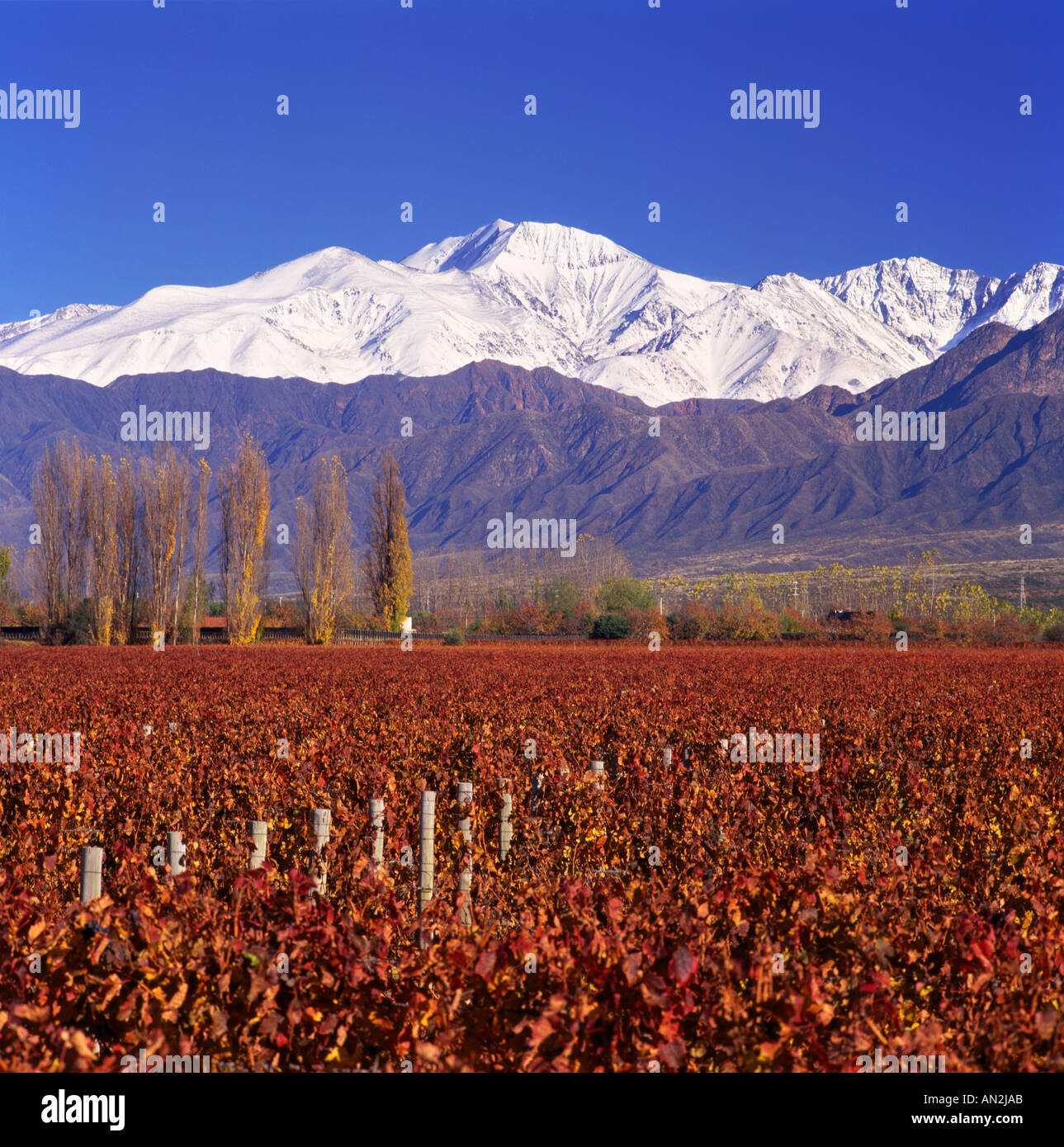 Мендоса аргентина. Мендоса (город). Мендоса виноградники. Мендоза долина аргентина. Аргентина мендоса виноградники.