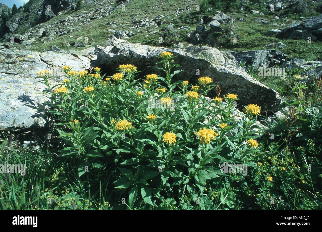 ragwort (Senecio nemorensis ssp.nemorensis), blooming plants, Austria, Nockberge Stock Photo