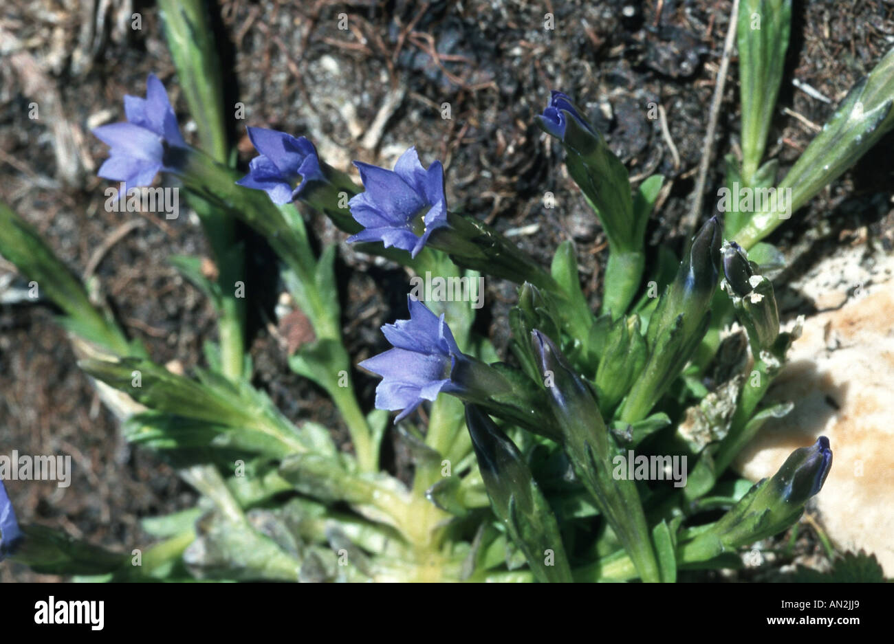 pygmy gentian (Gentiana prostrata), blooming plant, Austria, Nockberge Stock Photo