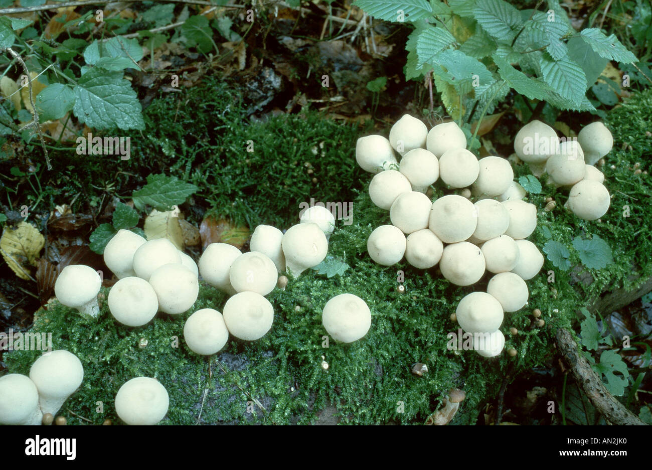 stump puffball (Lycoperdon pyriforme), fruiting bodies on deadwood, Germany, North Rhine-Westphalia, Lower Rhine, Dormagen Stock Photo