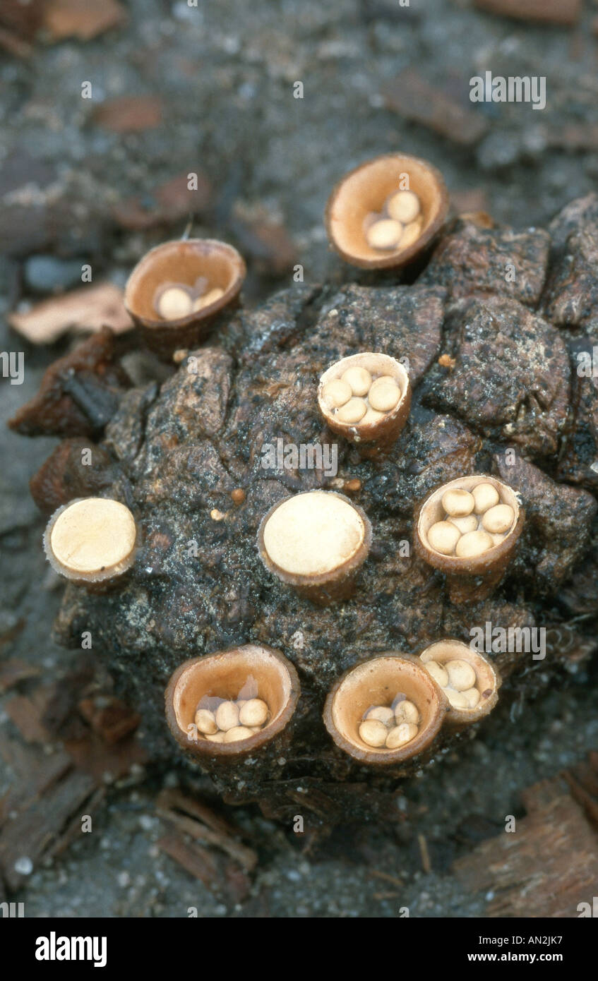 common bird's nest, birdnest fungus  (Crucibulum laeve), fruiting bodies with capsules, Germany, North Rhine-Westphalia, Lower Stock Photo