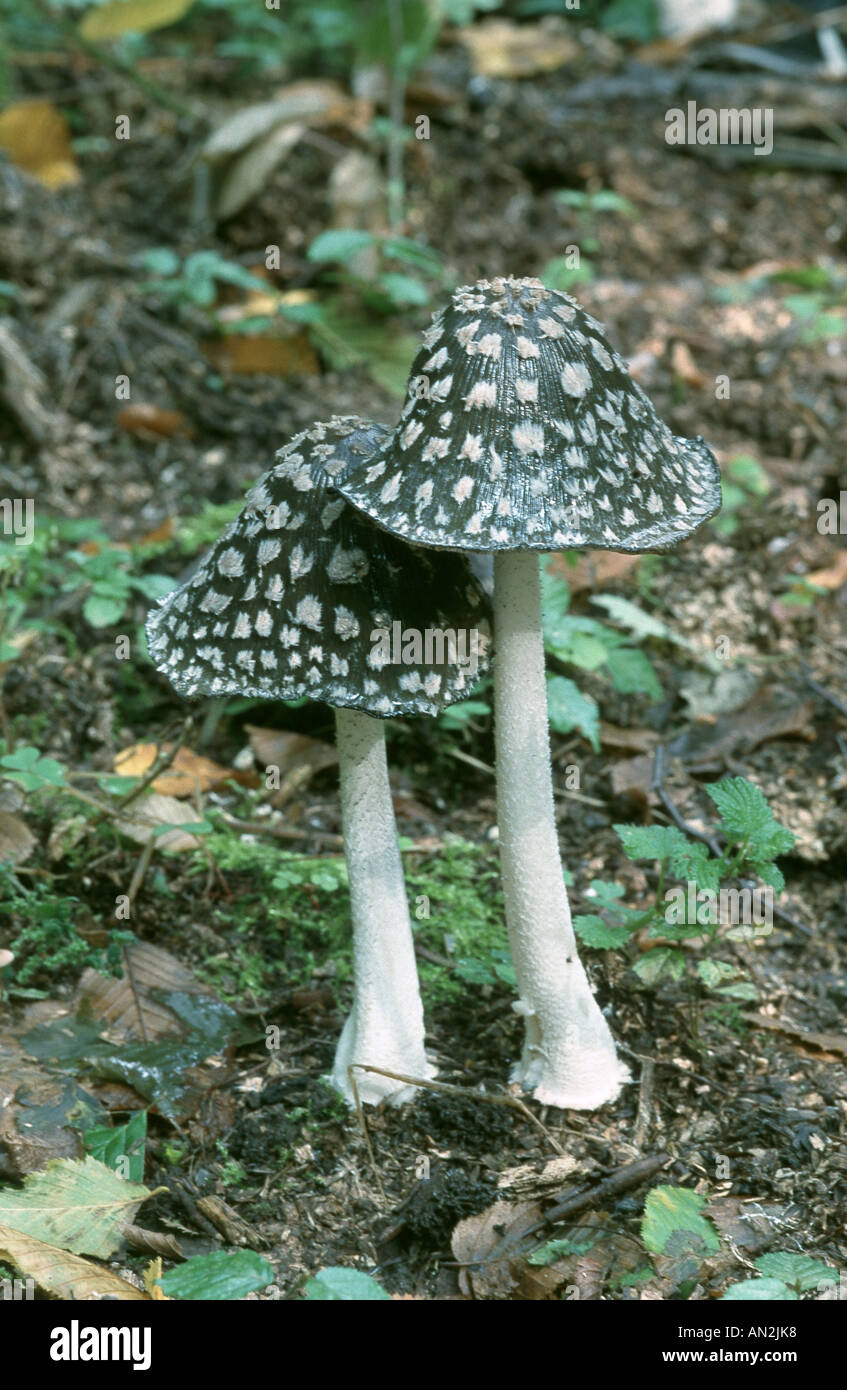 magpie fungus (Coprinus picaceus), fruiting bodies, Germany, North Rhine-Westphalia, Lower Rhine, Dormagen Stock Photo