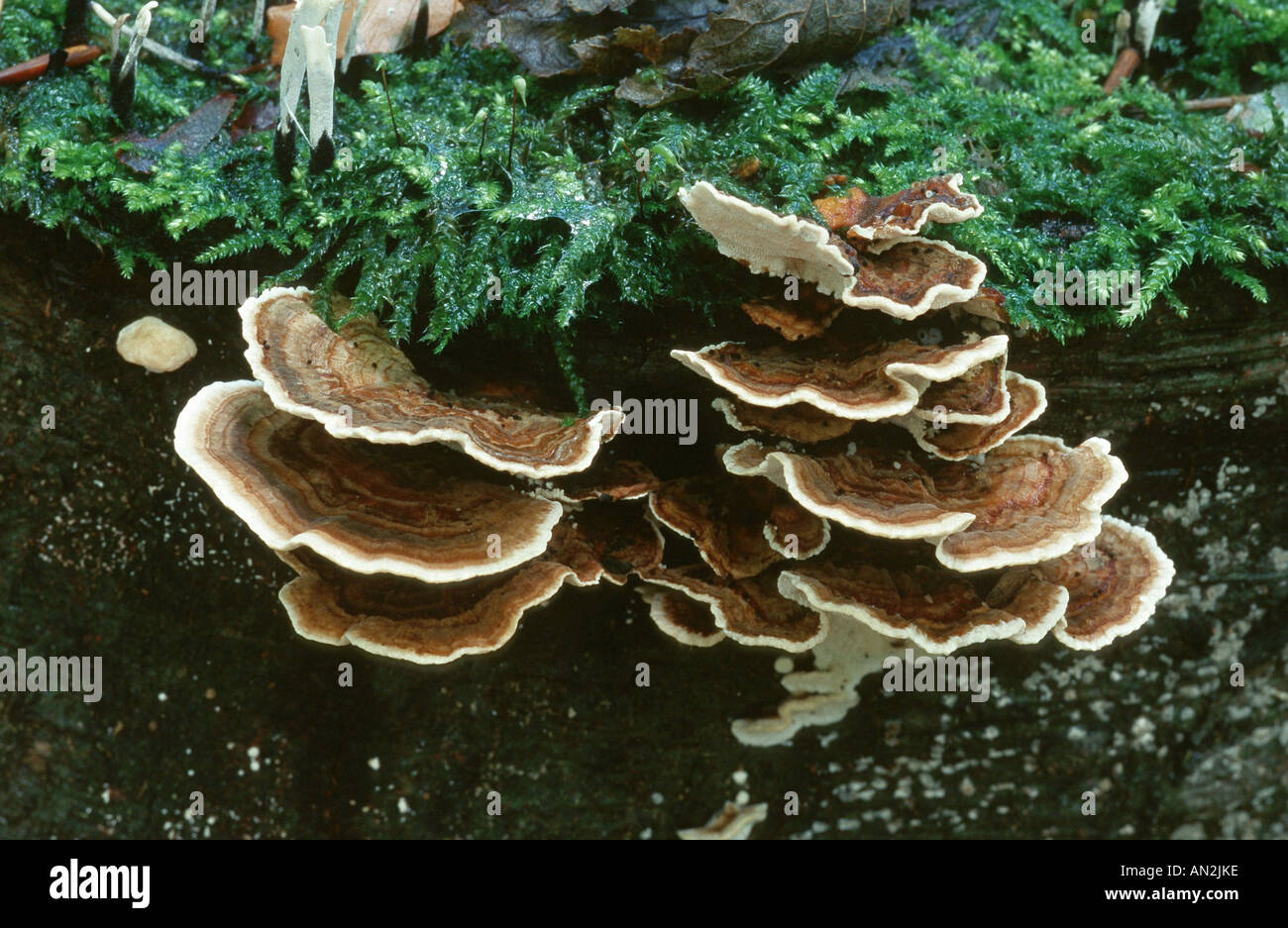 turkey tail fungus, rainbow bracket (Trametes versicolor), fruiting bodies on deadwood, Germany, Lower Rhine, Dormagen Stock Photo