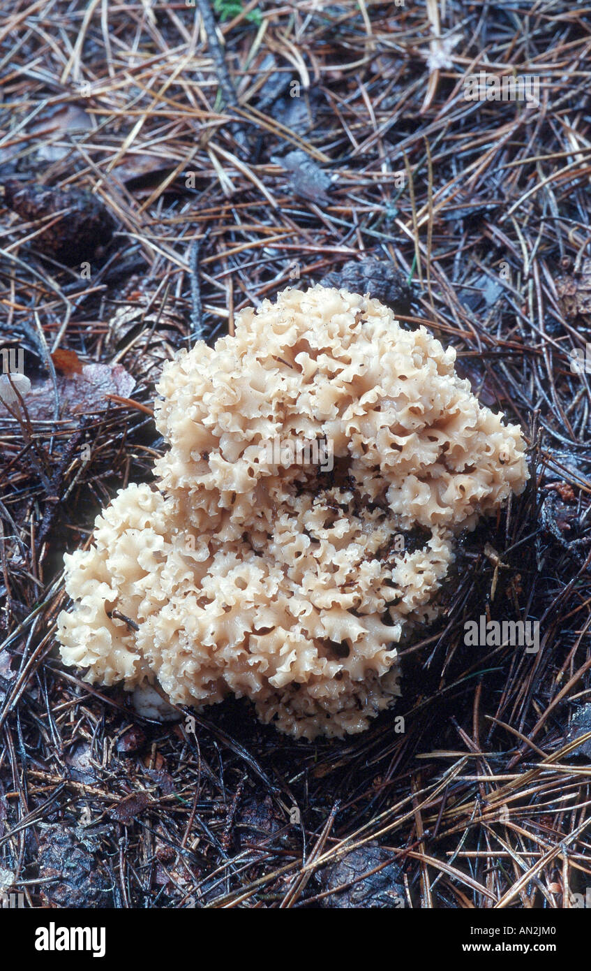 wood cauliflower, cauliflower mushroom (Sparassis crispa), fruiting bodies on the forest ground, Germany, North Rhine-Westphali Stock Photo
