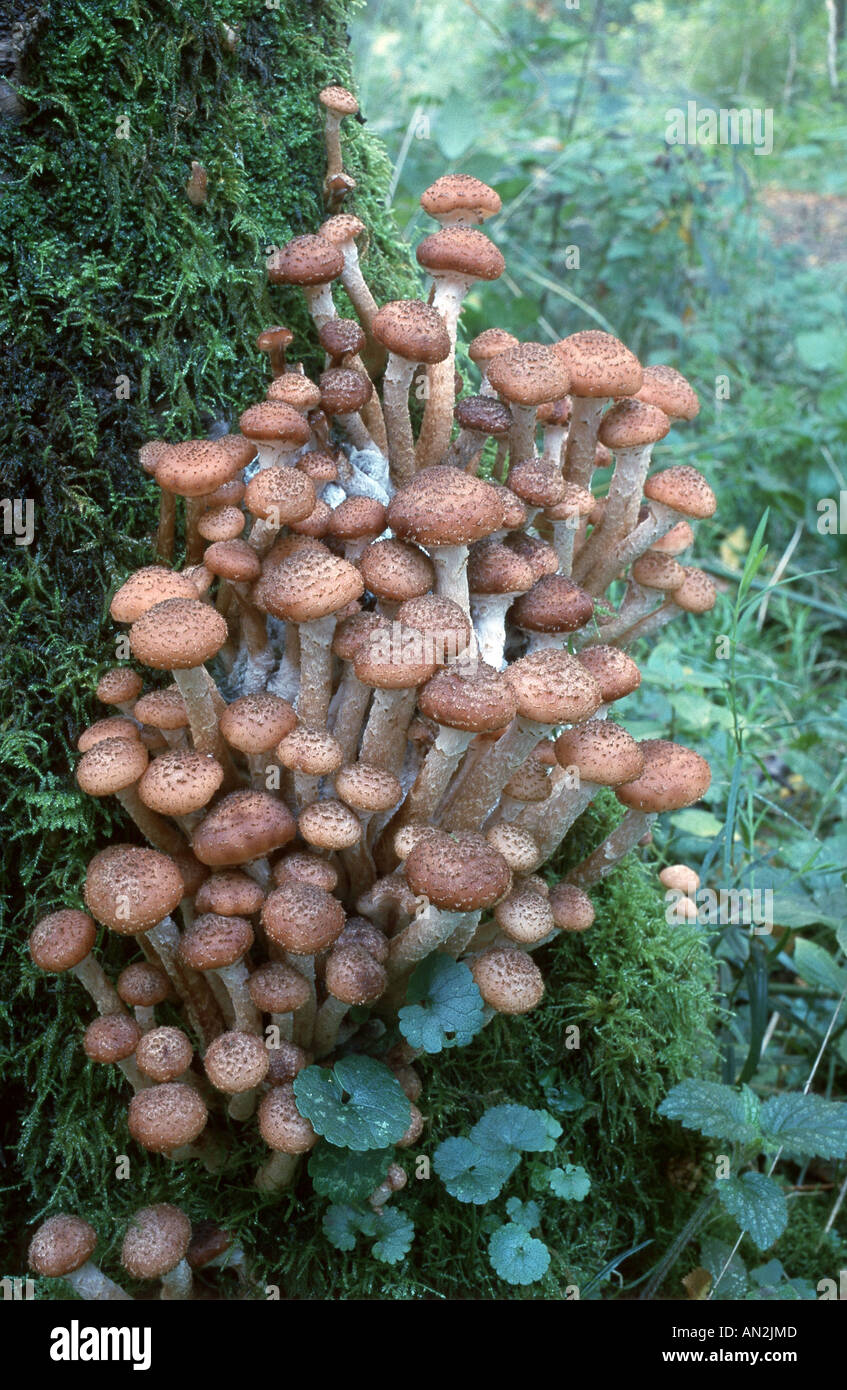 dark honey fungus (Armillaria ostoyae, Armllariella polymyces), fruiting bodies on a trunk, Germany, North Rhine-Westphalia Stock Photo