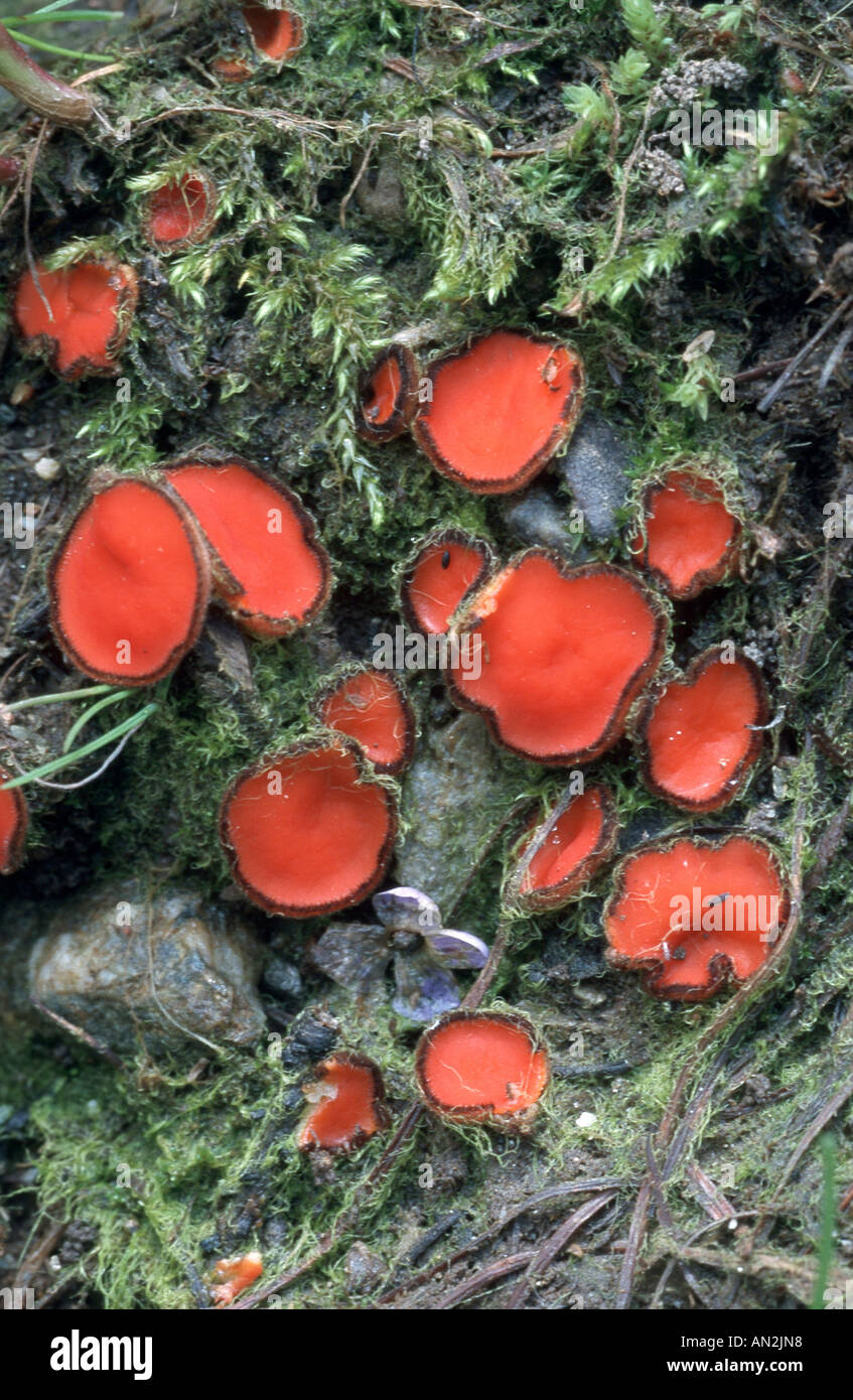 ascomycete fungus (Scutellinia scutellata), fruiting bodies, Austria, Nockberge Stock Photo