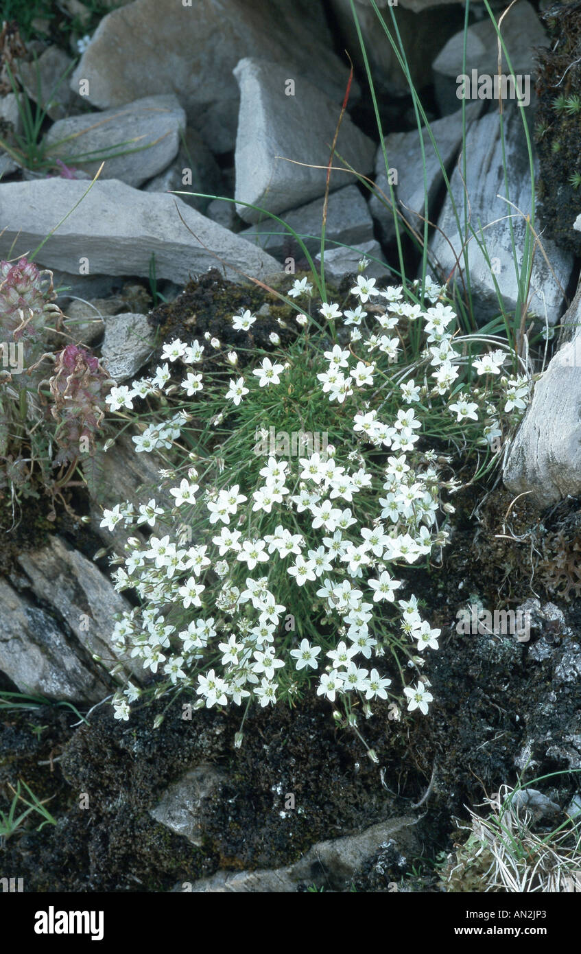 recurved sandwort (Minuartia recurva), blooming plant between rocks, Austria, Nockberge Stock Photo