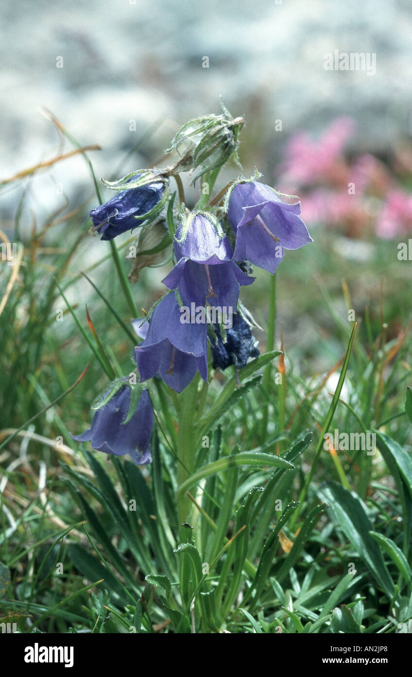 alpine bellflower (Campanula alpina), blooming plant, Austria, Nockberge Stock Photo