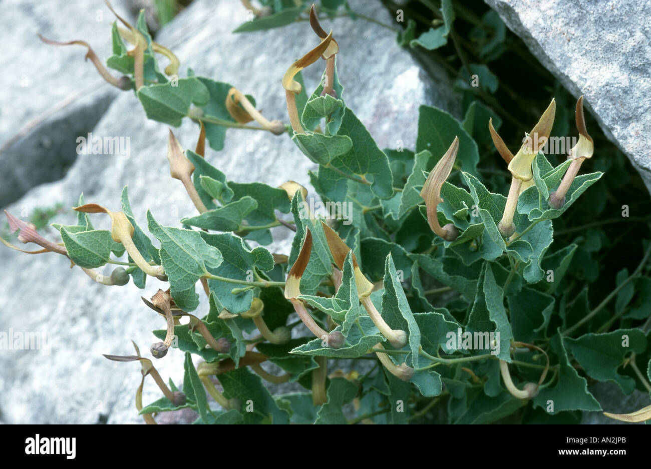 pistolochia (Aristolochia pistolochia), blooming plant, Portugal Stock Photo