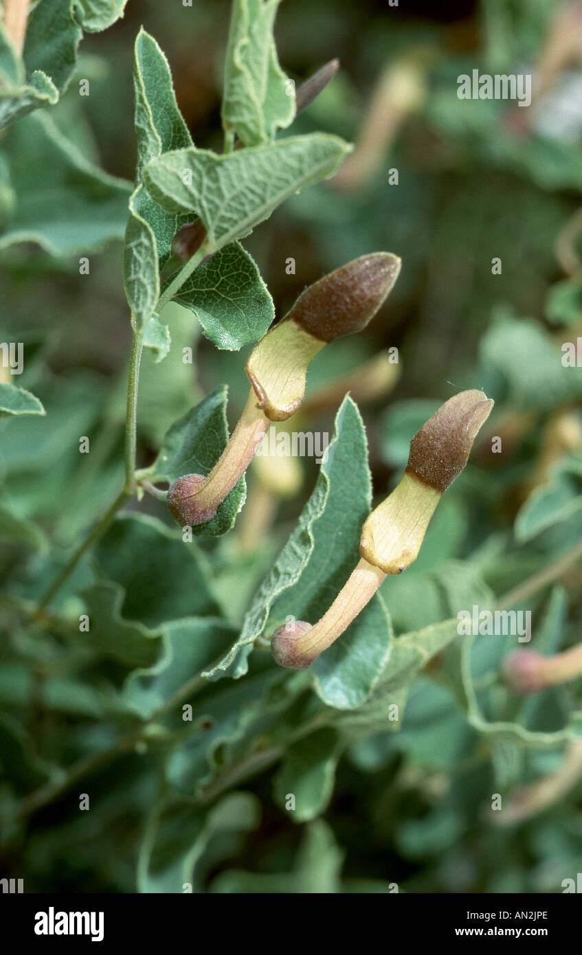 pistolochia (Aristolochia pistolochia), blooming plant, Portugal Stock Photo