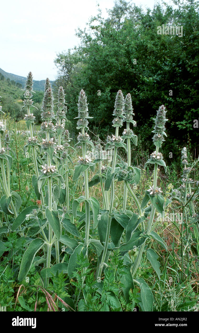 downy woundwort (Stachys germanica ssp.lusitanica), blooming plants, Portugal Stock Photo