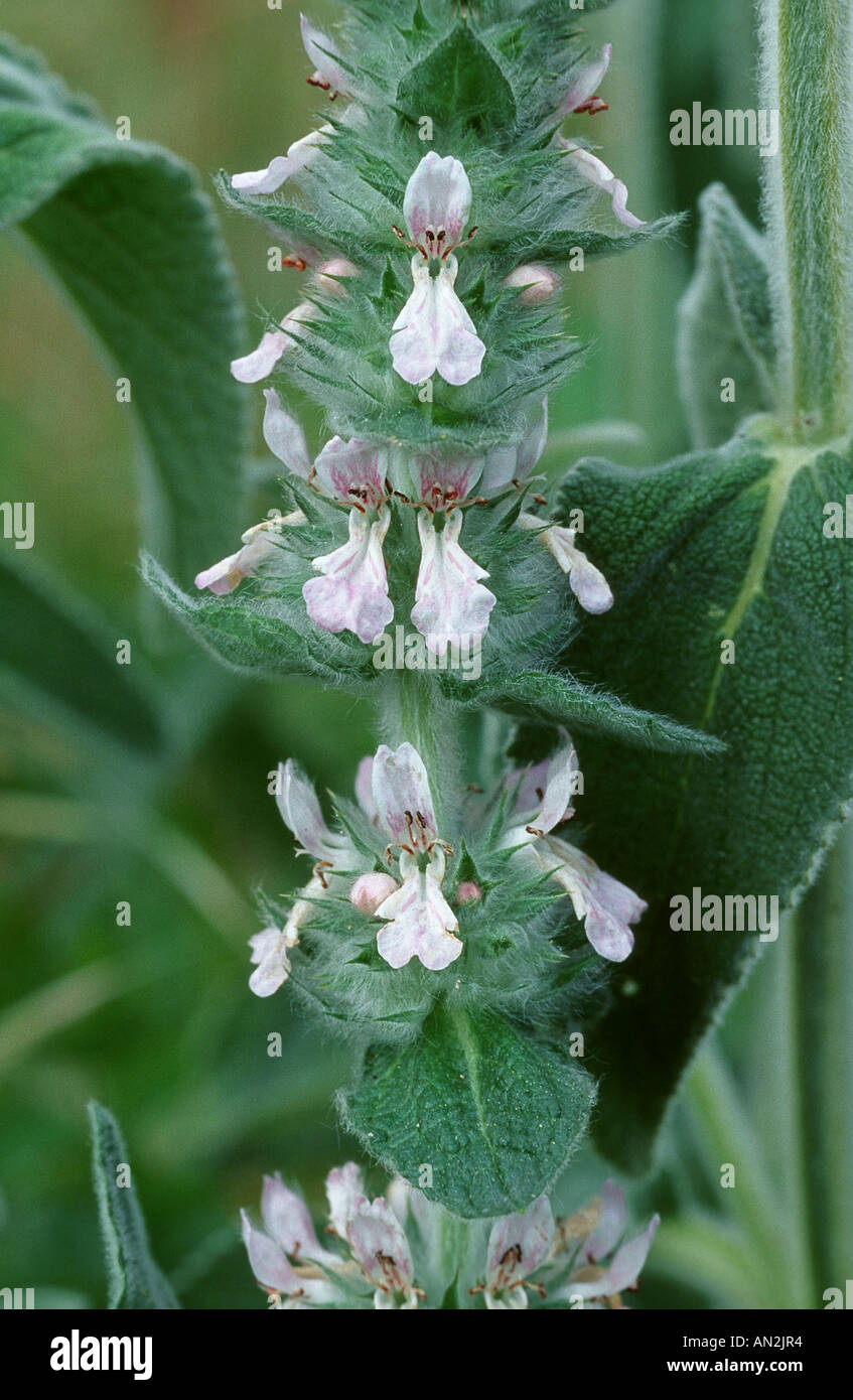 downy woundwort (Stachys germanica ssp.lusitanica), detail of the blossoms, Portugal Stock Photo