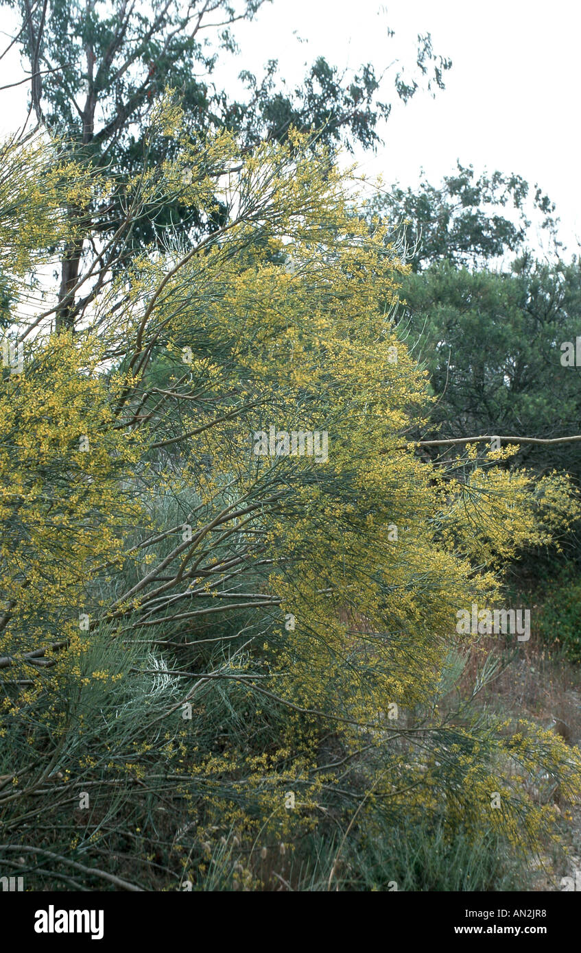common retama (Lygos sphaerocarpa), blooming shrub, Portugal Stock Photo