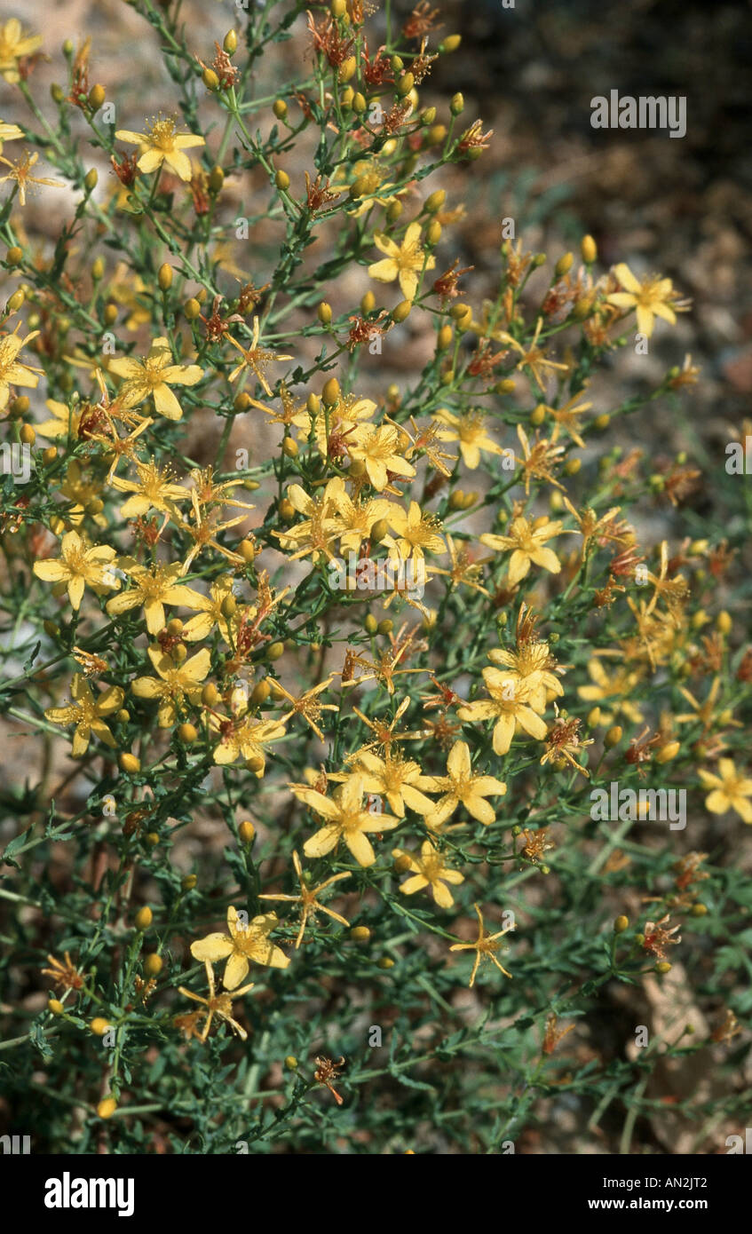 wavy leaf St. Johns wort, tangled hypericum, curled leaved S.t Johns wort (Hypericum triquetrifolium), blooming plant, Greece, Stock Photo