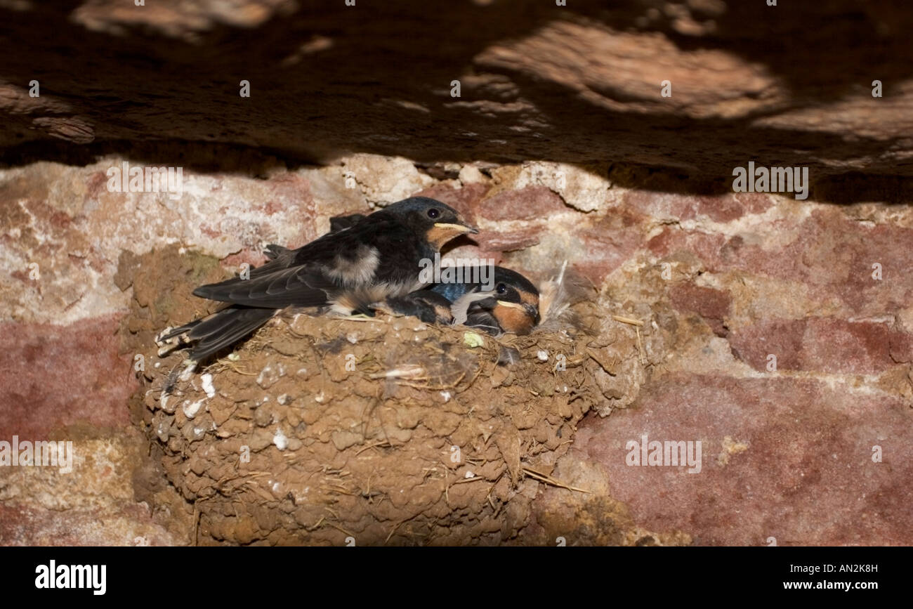 Barn swallow uk hires stock photography and images Alamy