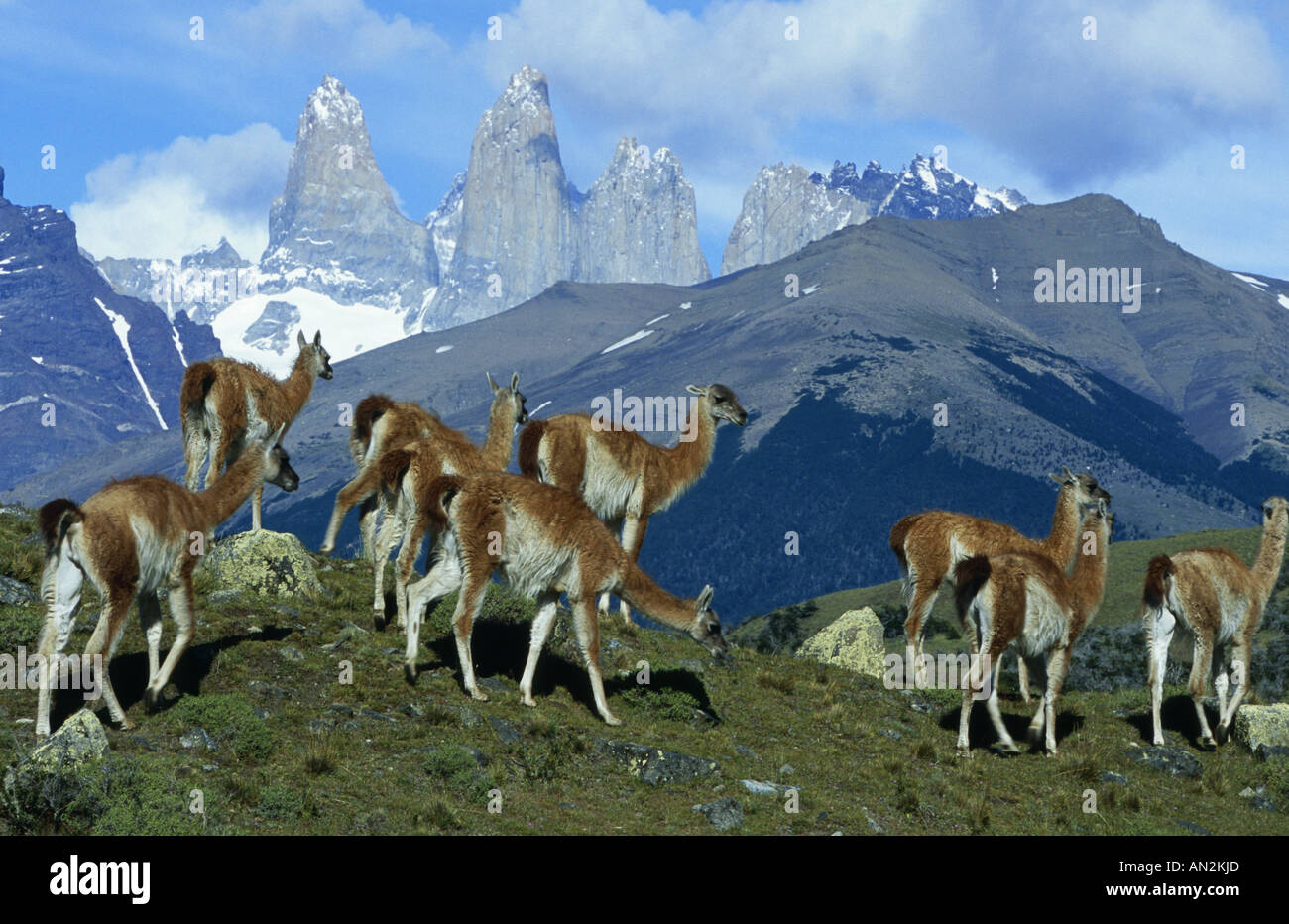 guanaco (Lama guanicoe), group in front of the Towers of Paine, Chile, Torres del Paine National Park Stock Photo
