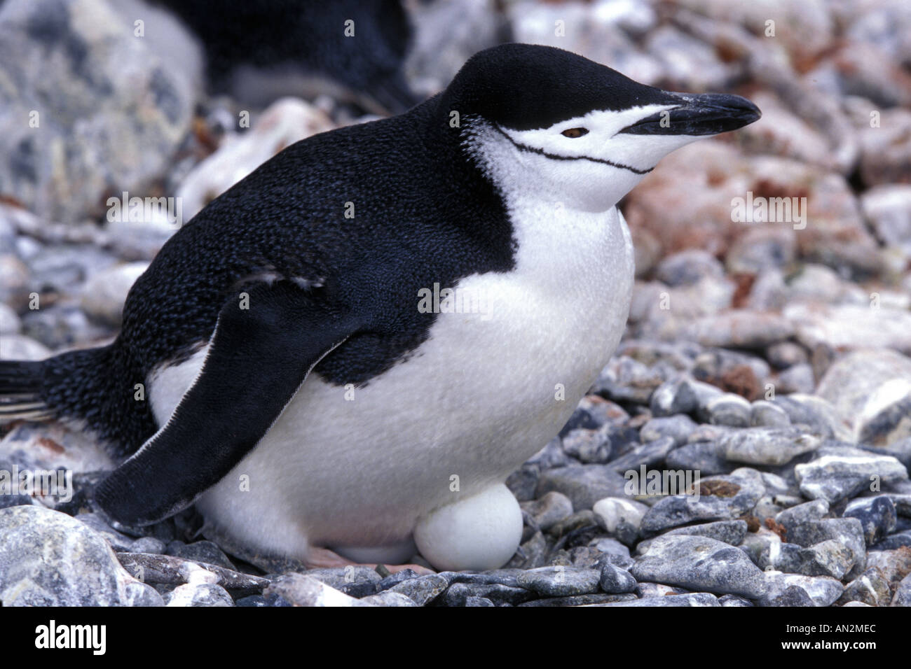 Chinstrap Penguin Nesting Stock Photo - Alamy