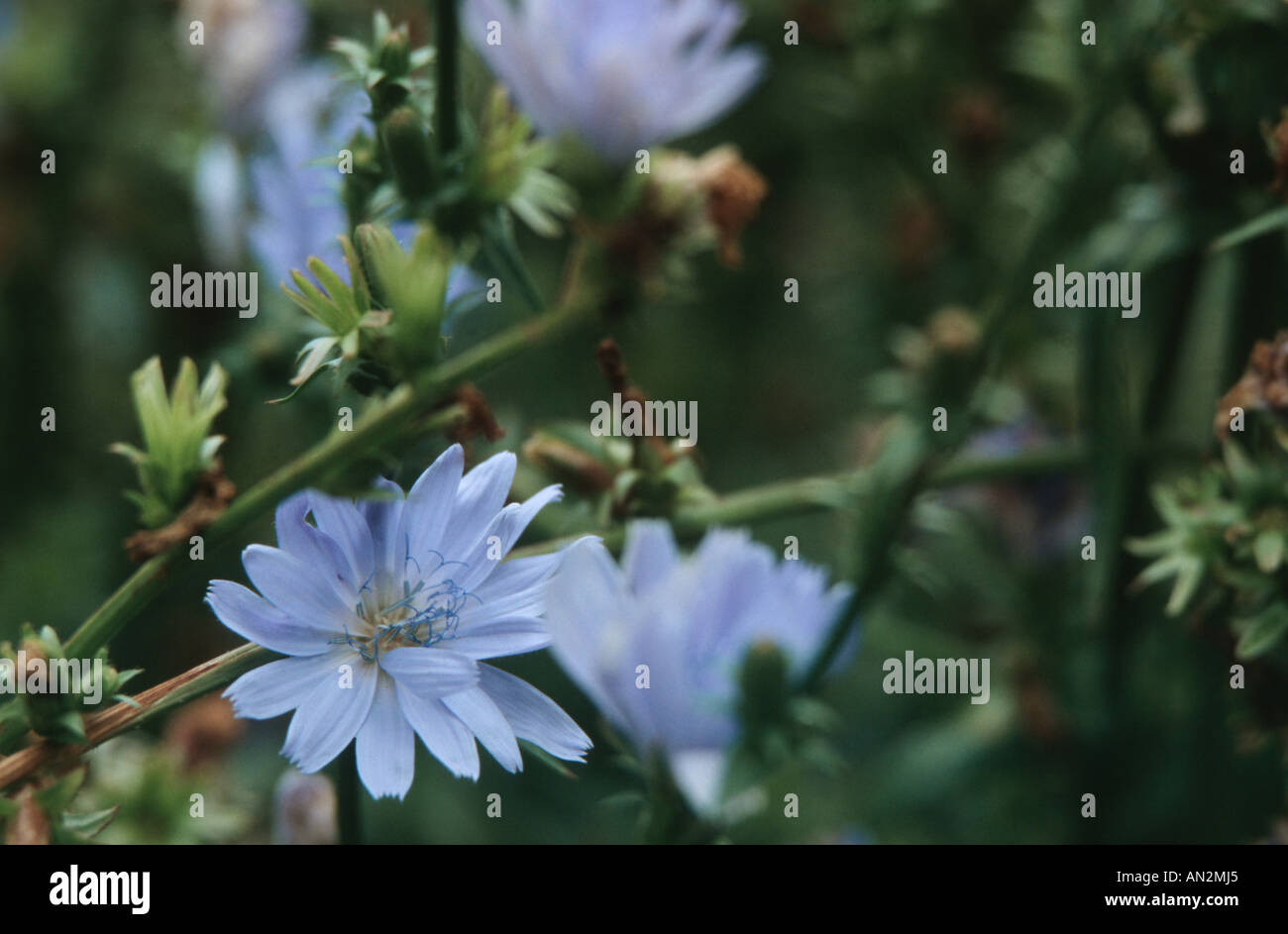 blue sailors, common chicory, wild succory (Cichorium intybus ssp. intybus), blossoms Stock Photo