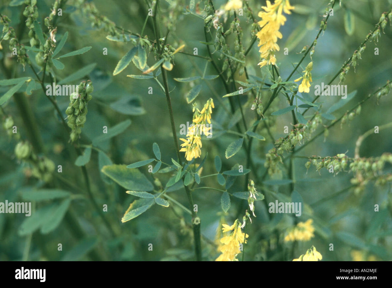tall melilot, tall yellow sweetclover (Melilotus altissimus), inflorescences Stock Photo