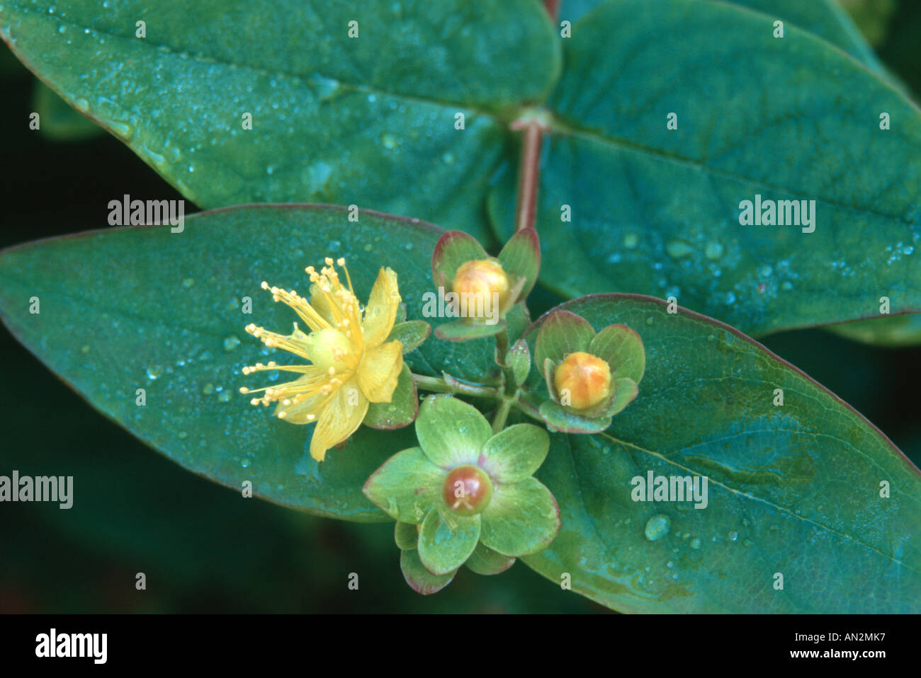 tutsan (Hypericum androsaemum), blooming plant Stock Photo - Alamy