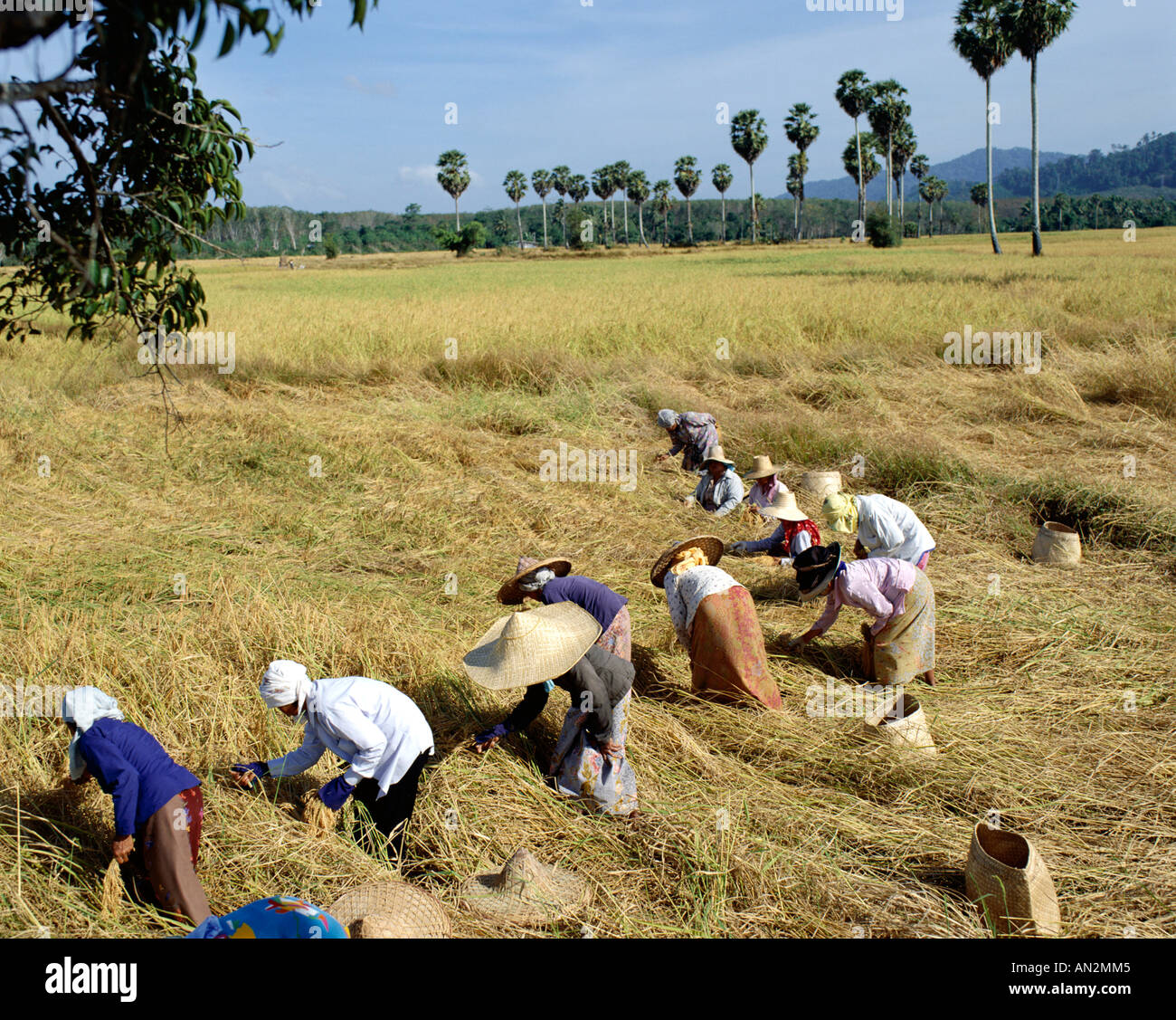 Rice Fields / Farmers Rice Harvesting, Thailand Stock Photo - Alamy