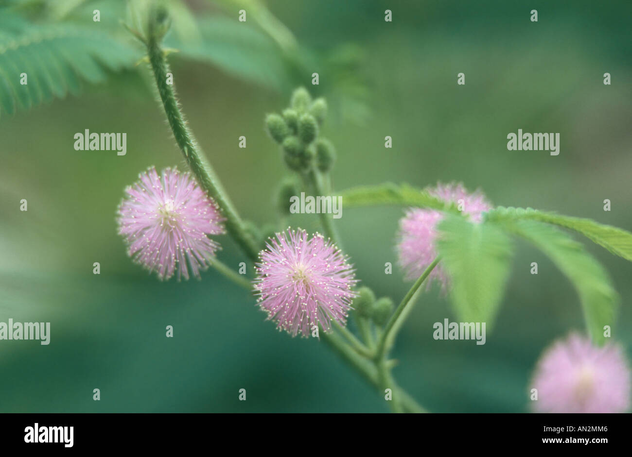 sensitive plant (Mimosa pudica), detail of the blossoms Stock Photo