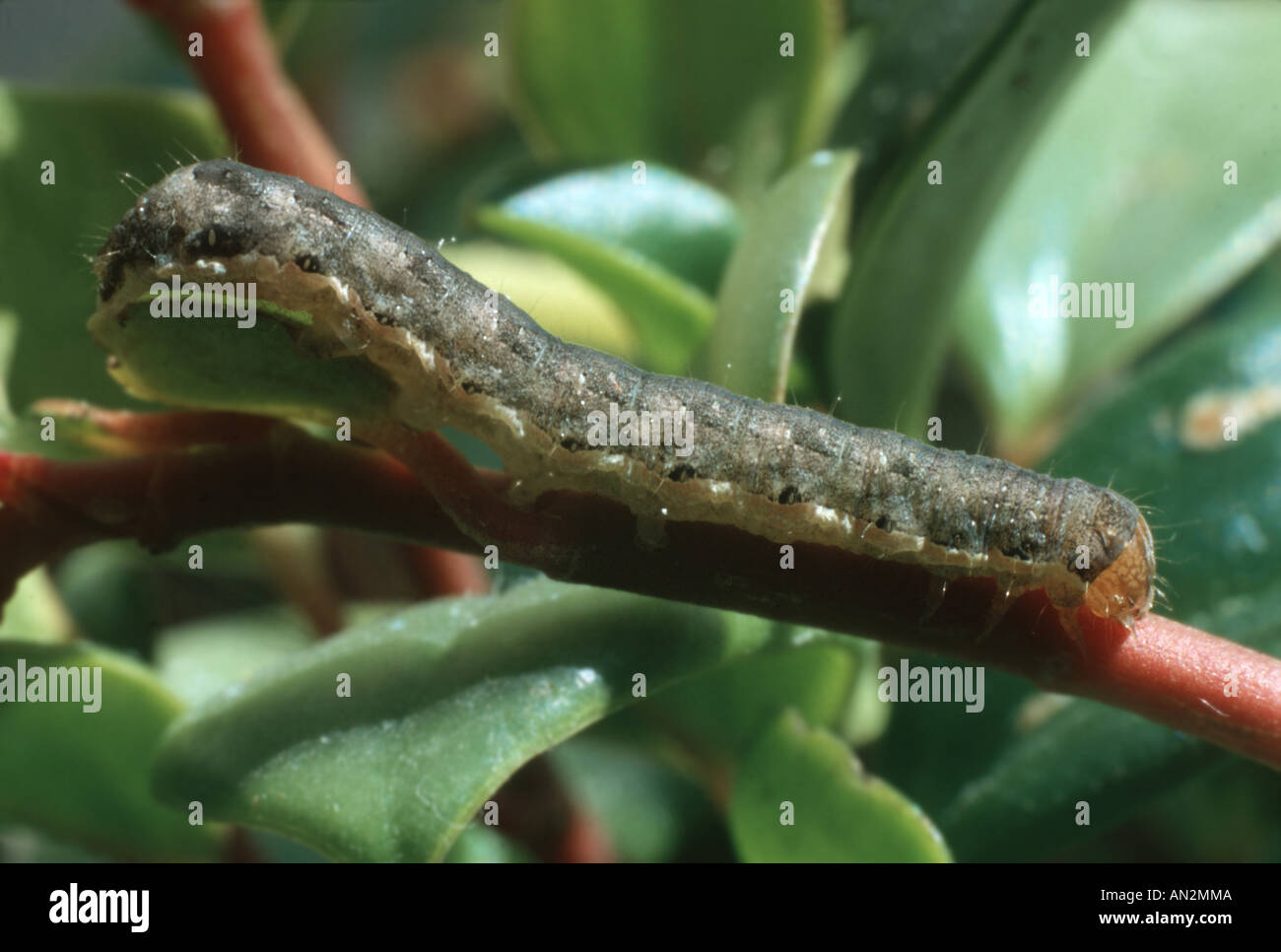 Caterpillar cabbage moth mamestra brassicae hires stock photography
