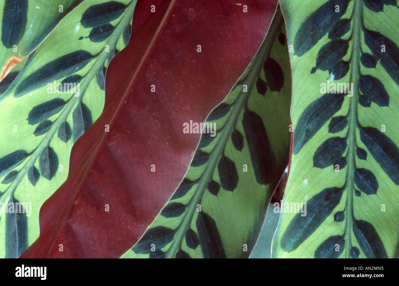 Rattlesnake Plant (Calathea lancifolia, Calathea insignis, Calathea insignis lancifolia), leaves Stock Photo